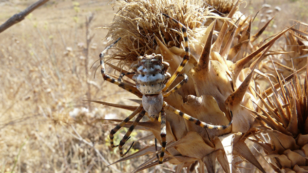 Argiope lobata